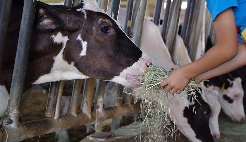 Здравствуй, племя!