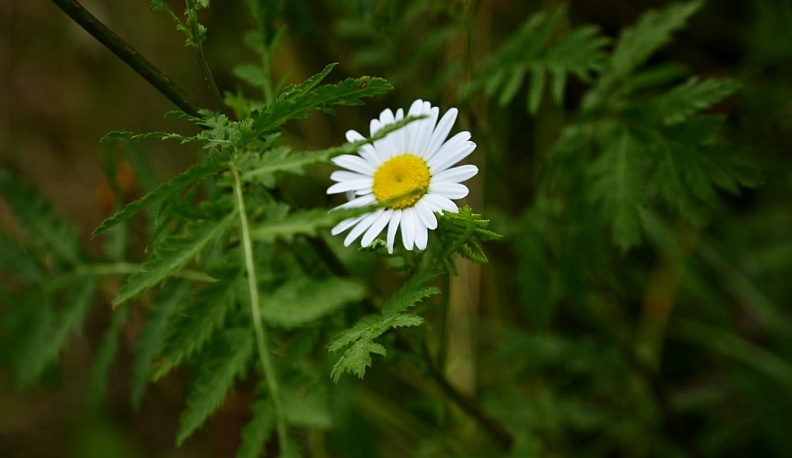 Калужских фотолюбителей приглашают к участию в конкурсе первоцветов