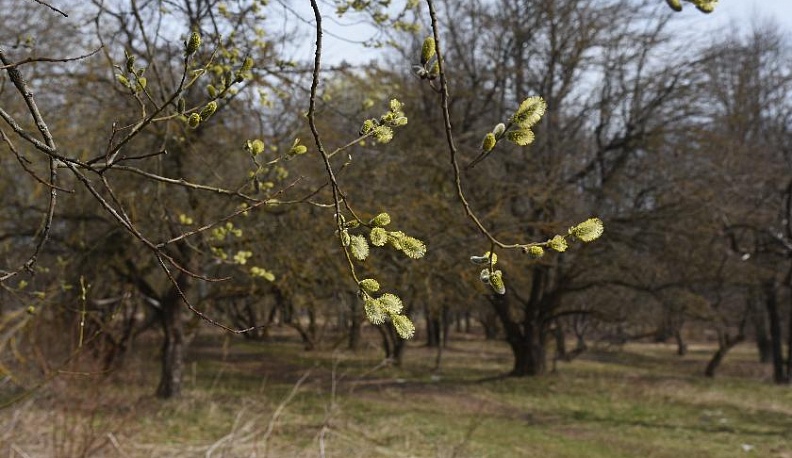 Парк дикого отдыха