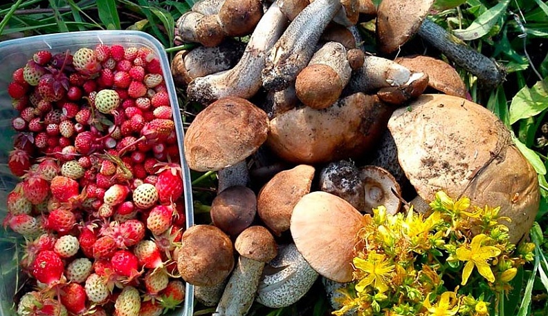 Калужанам разъяснили, как собирать грибы и ягоды