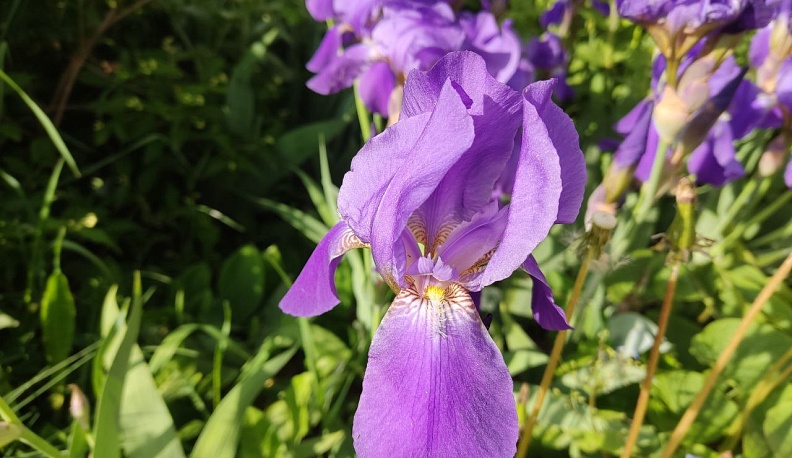 Метеорологи предупредили калужан о высокой концентрации пыльцы в воздухе