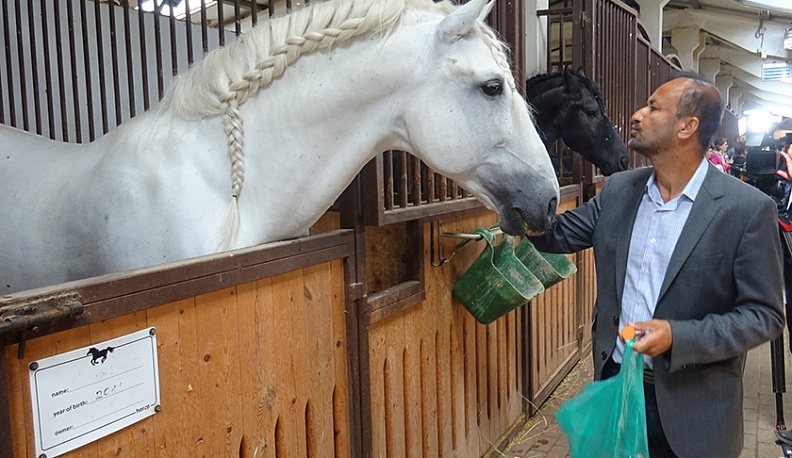В жизни всегда есть место лошади