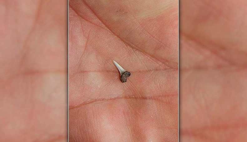 Найди своего динозавра!