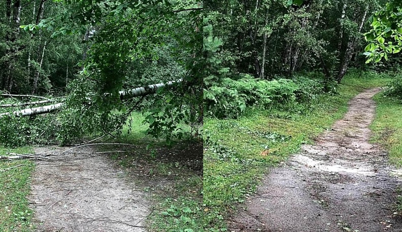 Дирекция парков и лесничества Калужской области удаляют поваленные ураганом деревья