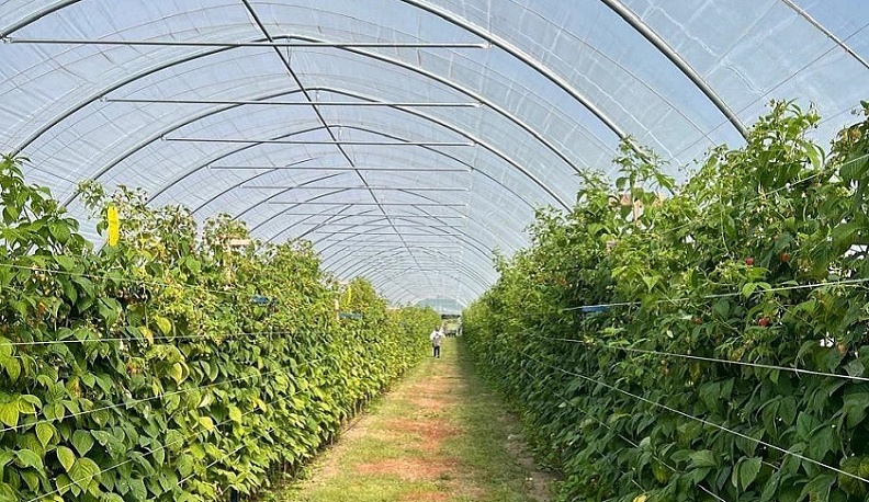 Калужский фермер поделился своим опытом на семинаре ягодоводов 