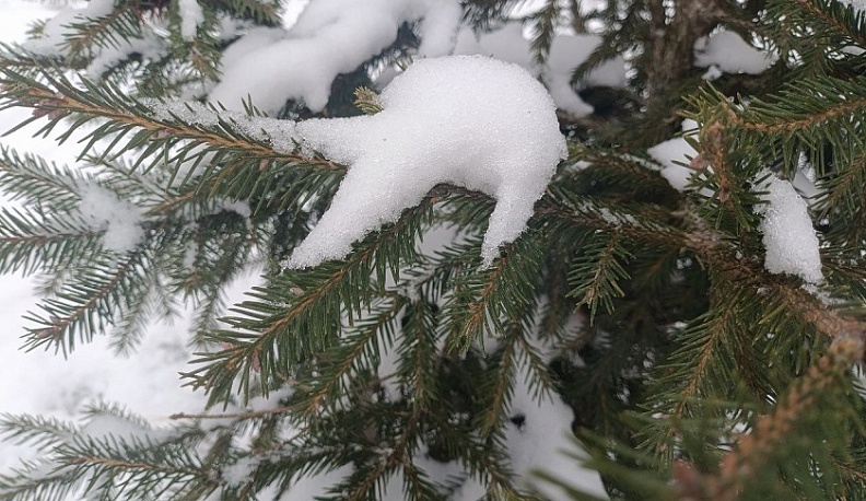 В Калуге заработают 14 ёлочных базаров