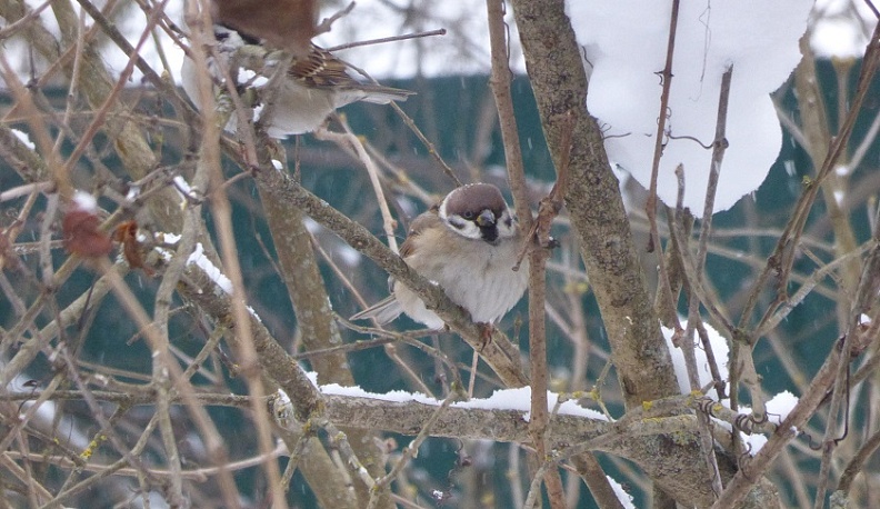 Калужан приглашают принять участие во Всероссийской акции «Воробьи на кустах»
