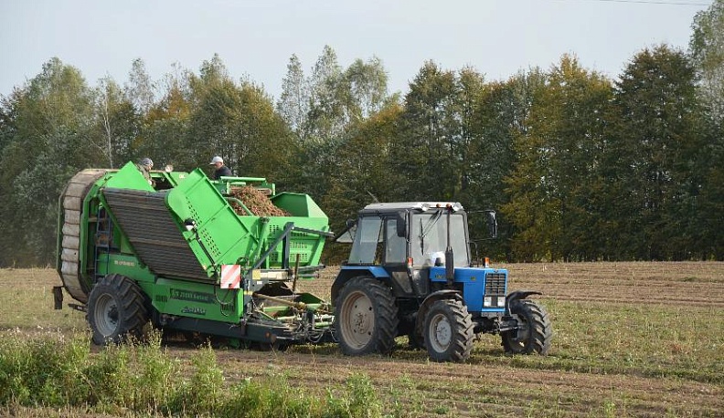 Картошка красна в закромах