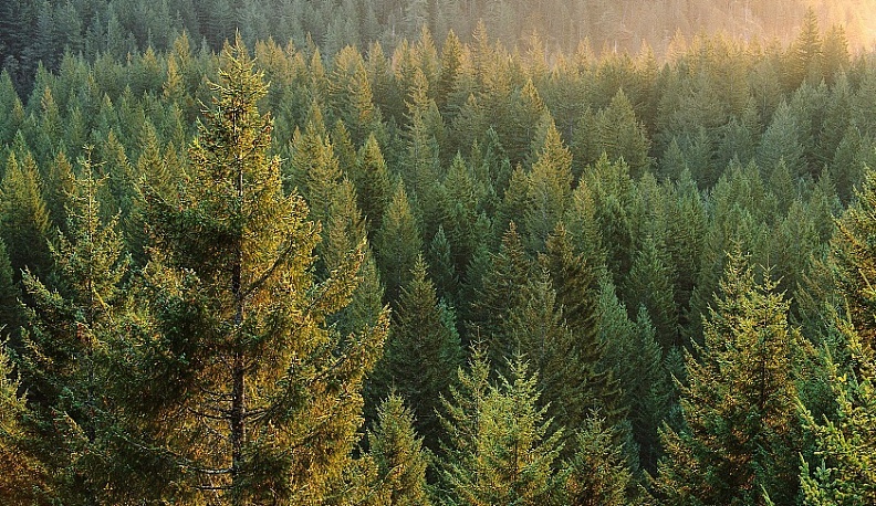 В Калужской области под Малоярославцем высадят еловый лес