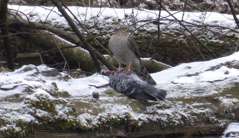 В Калуге заметили ястреба-перепелятника