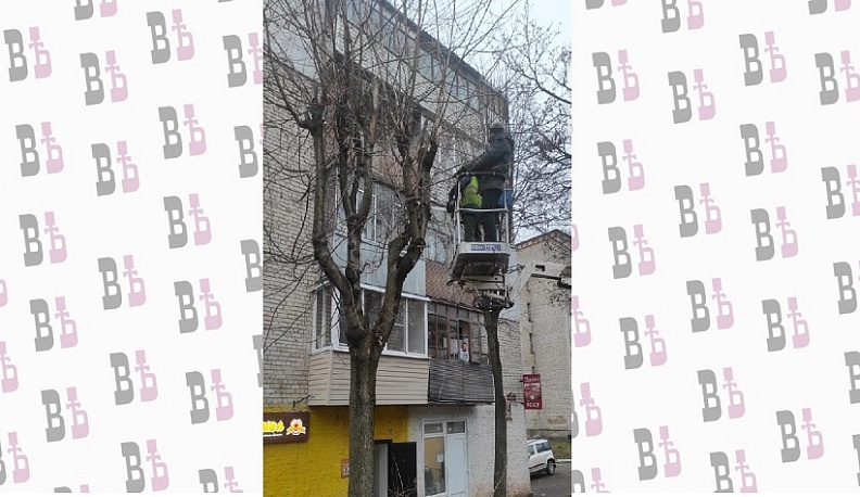 В Калуге продолжают избавляться от аварийных деревьев