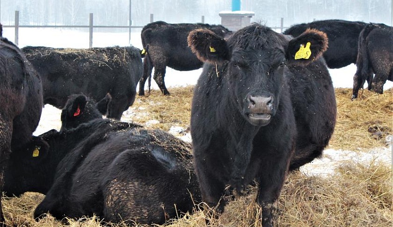 НЕОБЫКНОВЕННО СЧАСТЛИВЫЕ