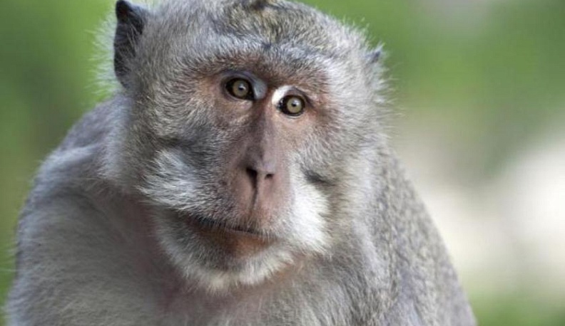 Стали известны новые подробности о краже 10 обезьян в Калуге 