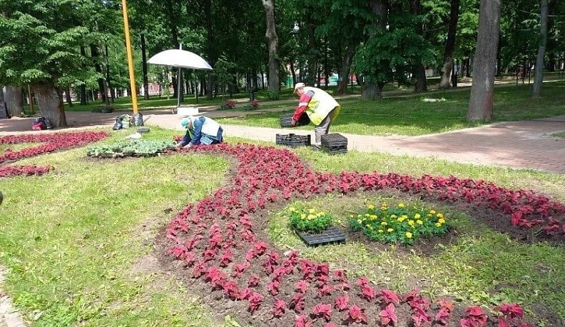 В Калуге за лето высадят более 160 тысяч цветов