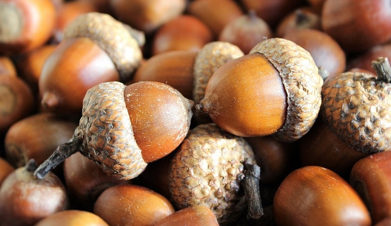 В Калуге заготовили более тонны килограмм желудей для посадки дубравы