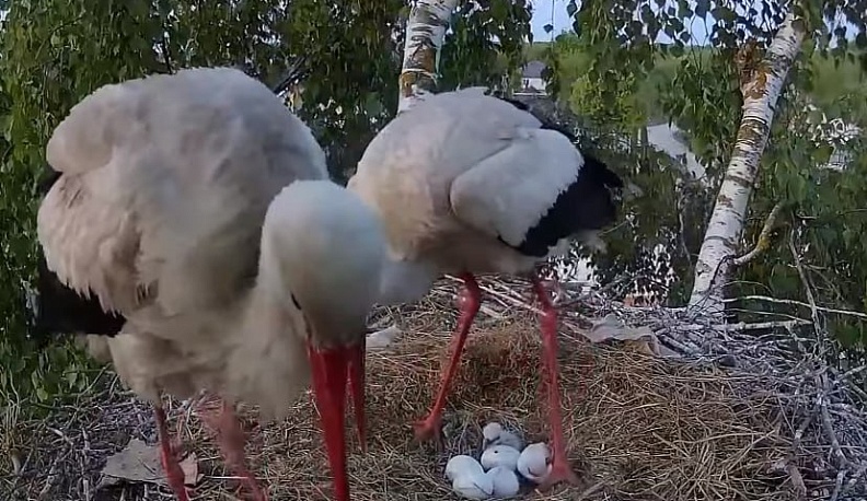 У аистов-блогеров из калужской деревни вылупился первый птенец