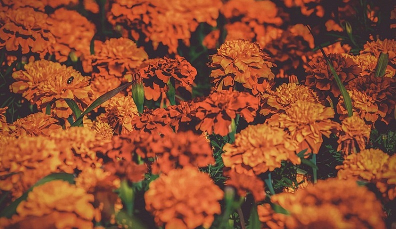 С начала года из Калужской области экспортировали около полутора млн цветов