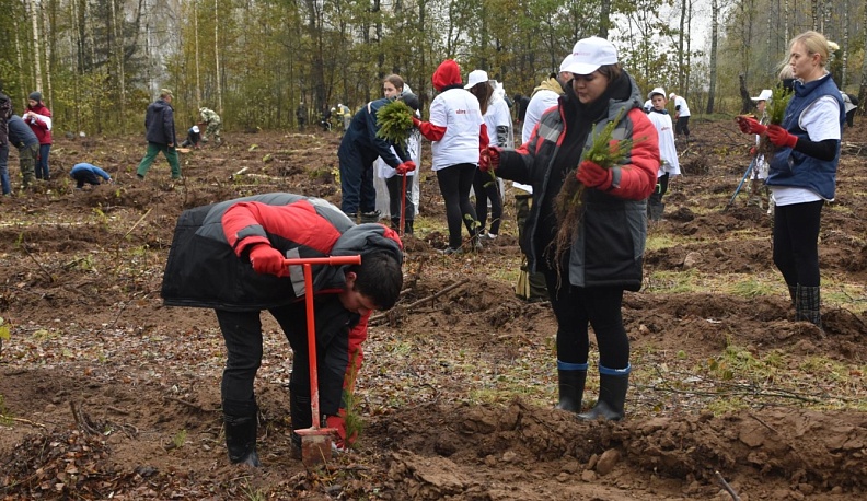 14 тысяч молодых елей посадили на территории Людиновского лесничества