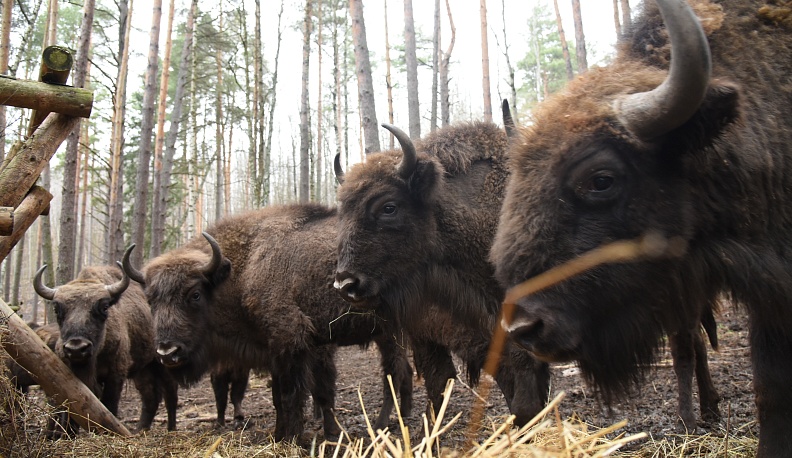 Парнокопытные… выпускники