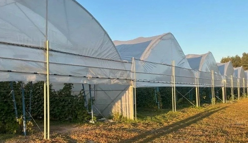 Фермер из Жуковского района собрал треть всего урожая ягод в Калужской области