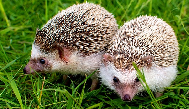 Калужане спасли 252 725 ежей за три месяца