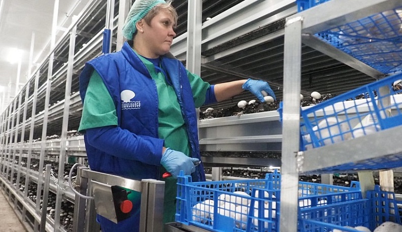 Предновогодний грибной дождь 