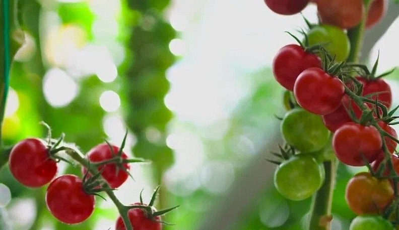 Калужская область входит в ТОП-10 по производству тепличных овощей