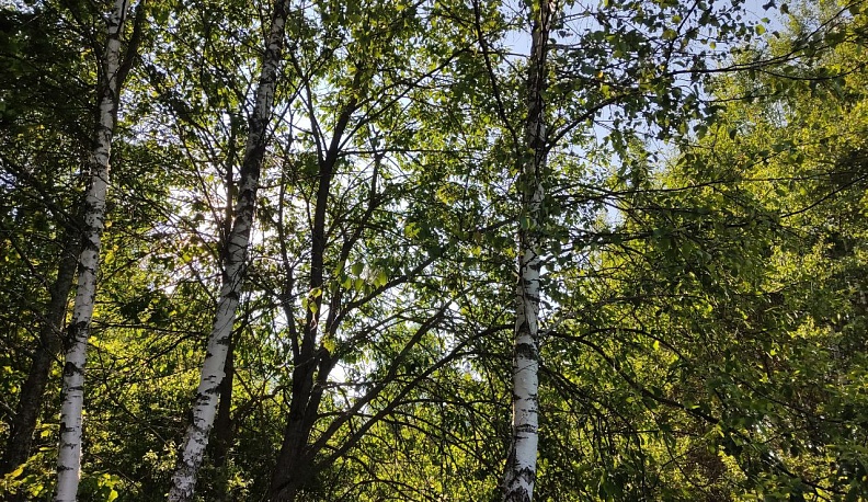 В Калужской области втрое увеличат финансирование на проверку радиации в лесах