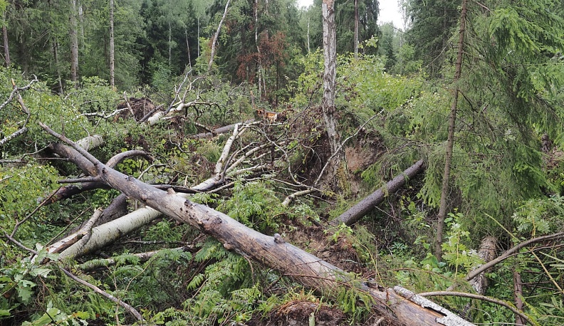 Леший ногу сломит