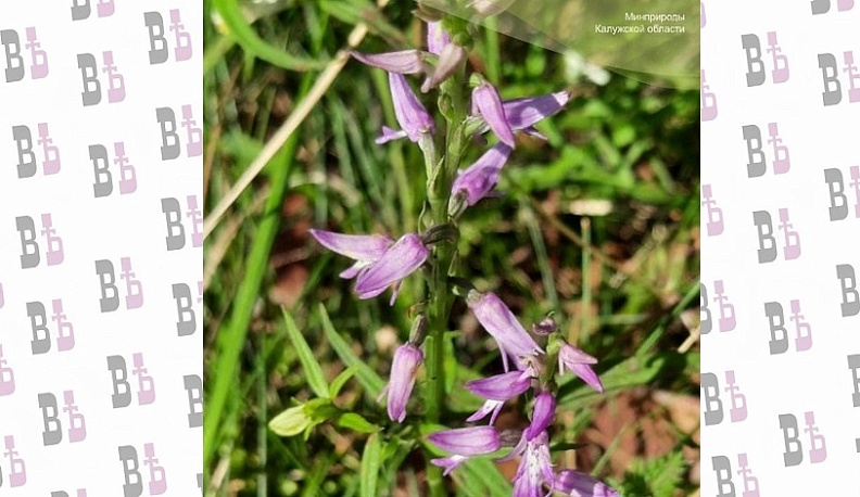 В Калужской области расцвела редкая краснокнижная орхидея  