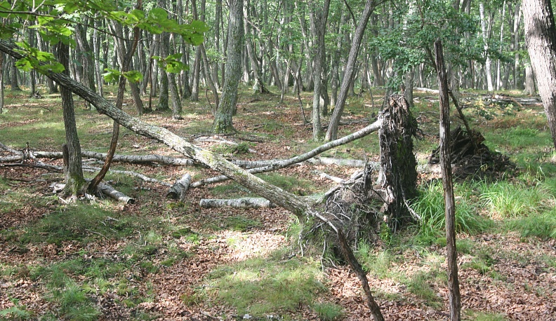 Здравствуй, тигр!