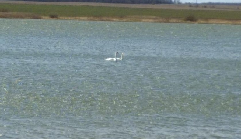 В Юхновский район прилетели лебеди