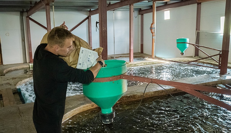 От икринки  до товарной рыбки