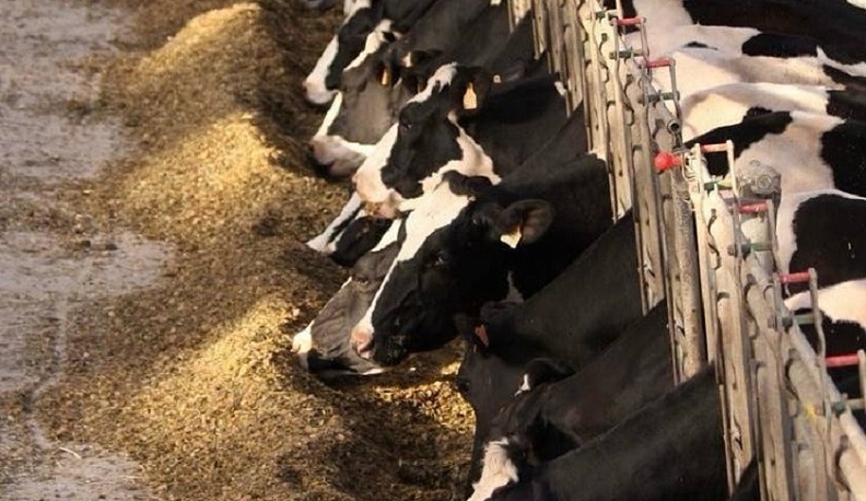 Калужская область заняла 2 место в ЦФО по суточной продуктивности коров