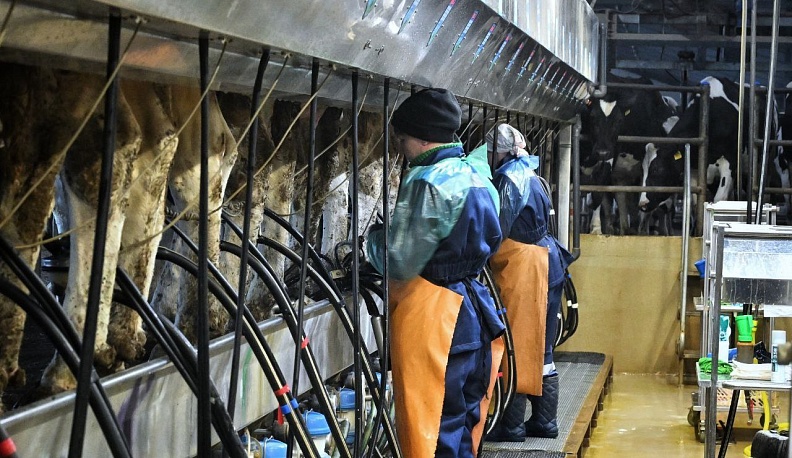 В Ульяновском районе активно развивается производство молока