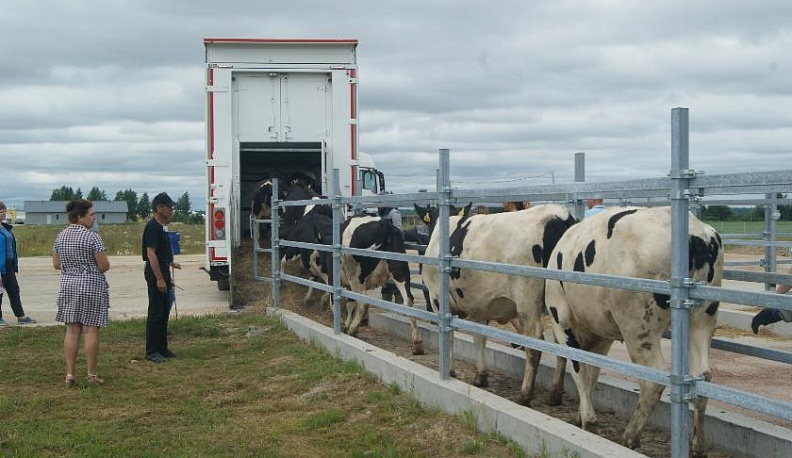 Очередная партия племенных нетелей продана из Куйбышевского района в другие хозяйства области