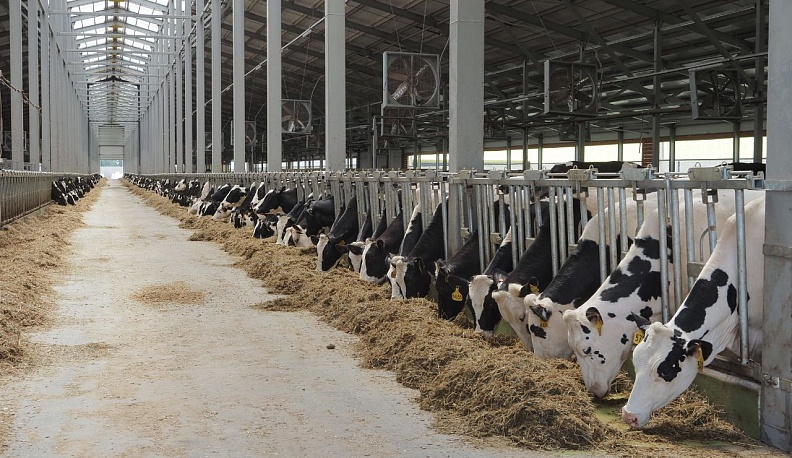 Доильный зал на комплексе «Ти-Эйч Калужский» начал работу в штатном режиме