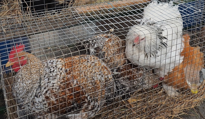 Жительница Думиничского района заведет птичий двор благодаря соцконтракту