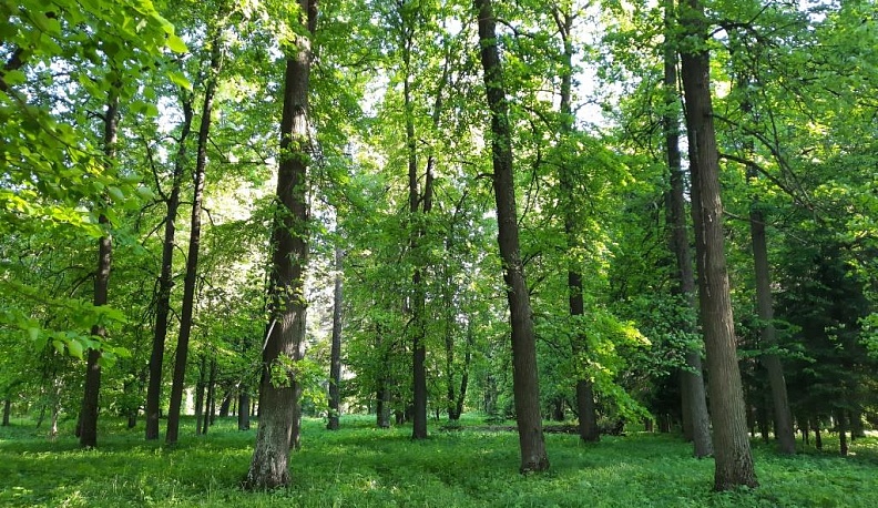 В Тарусском районе обследовали памятники природы