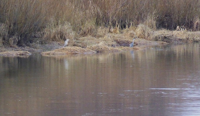 В Калужской области заметили цапель и больших белоголовых чаек