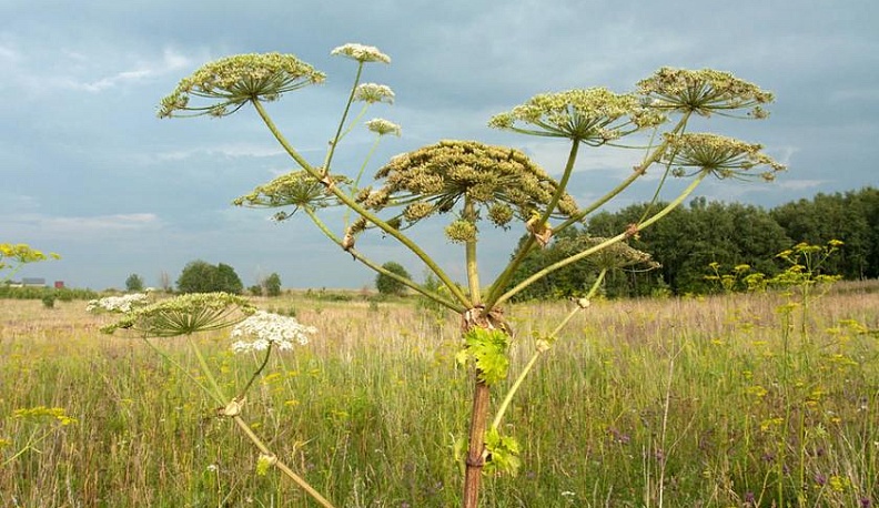 Жгучий вопрос