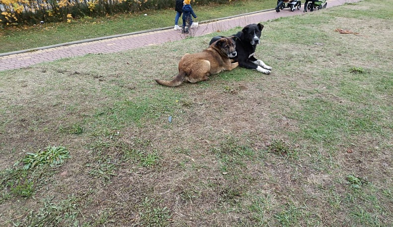 В Малоярославецком округе ребенок получил компенсацию за укус бродячей собаки