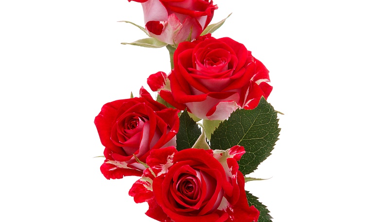 Педагогическая проза