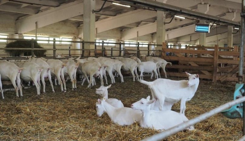 Экоферма в Юхновском районе будет производить козий сыр