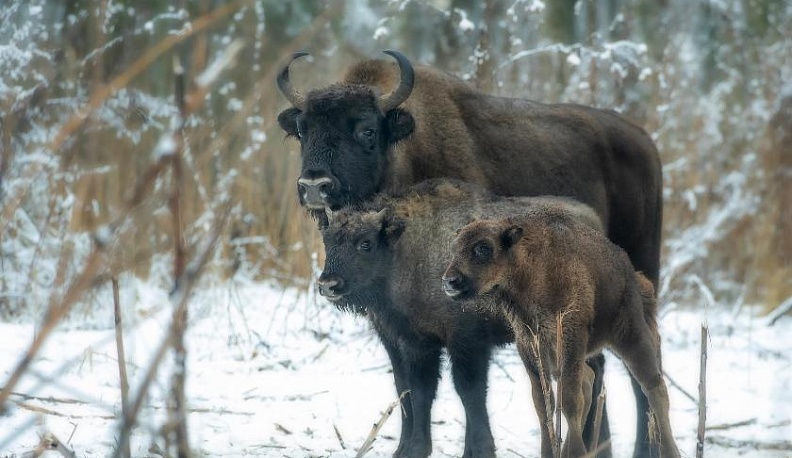 В Калужском заповеднике насчитали более 300 зубров