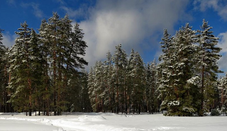 «Чтоб шар земной не облысел…»
