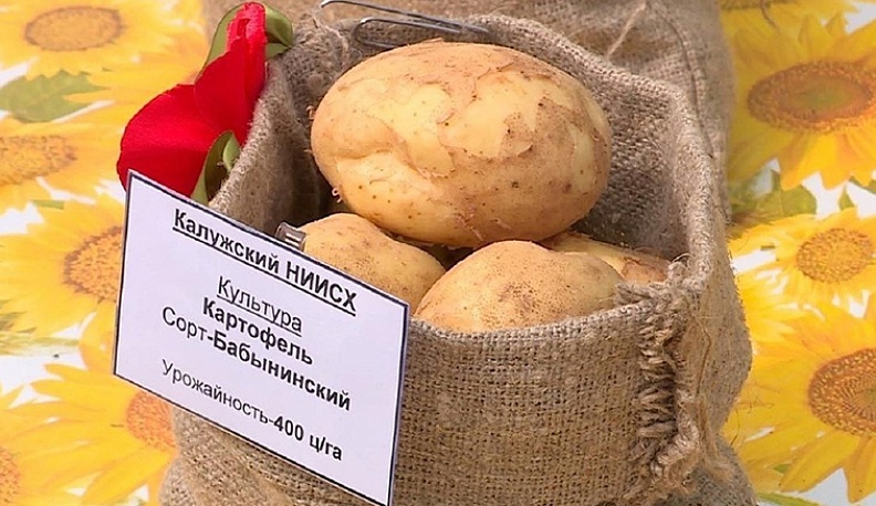 «Бабынинский» приехал в «картофельный дом»