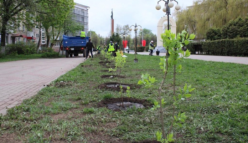 На бульваре Победы в Калуге зацветет «Валентина Гризодубова»