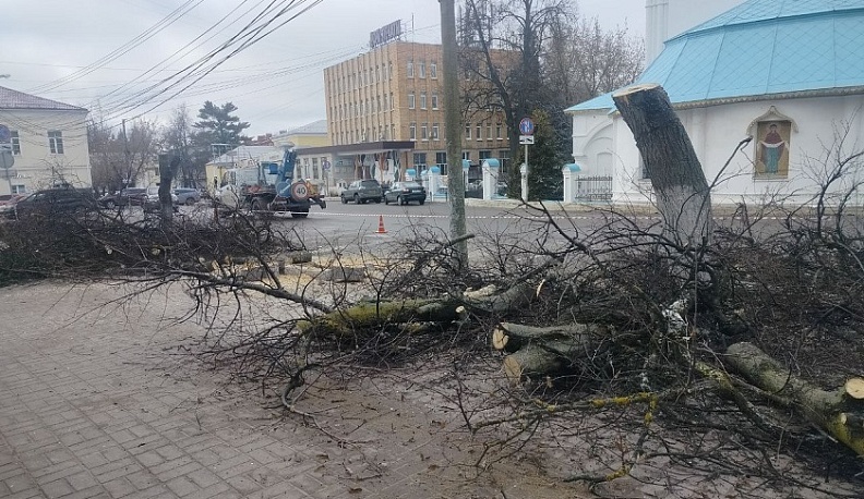 В Калуге продолжается вырубка заражённых деревьев