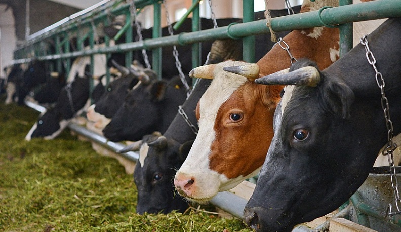 В Калужской области закрыли фантомную площадку по производству животной продукции